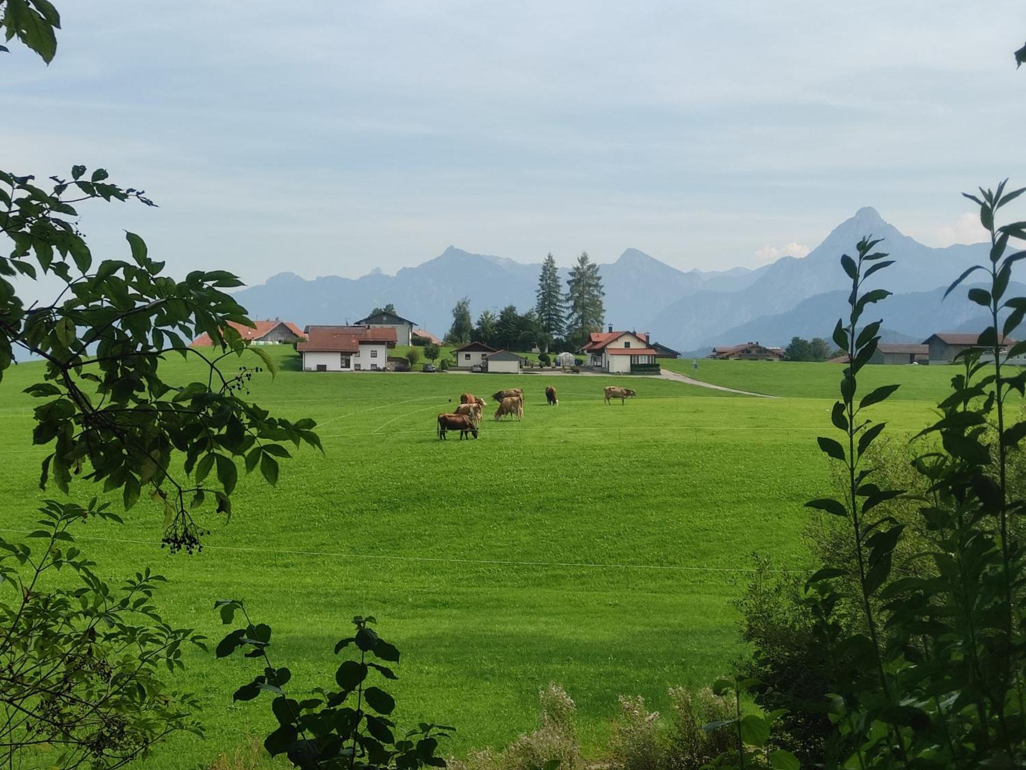 Weißer Hirsch Frühstückspension Füssen
